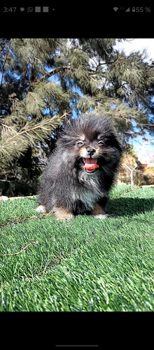 Pomerania Hembra Blue And Tan Hermosa. Blue And Tan