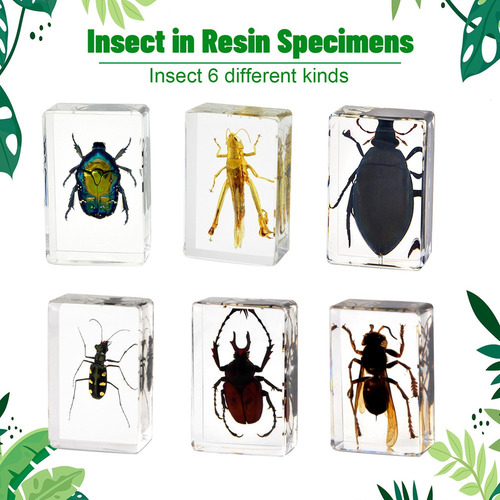 Espécimen De Insectos En Resina, Pisapapeles For Recoger In