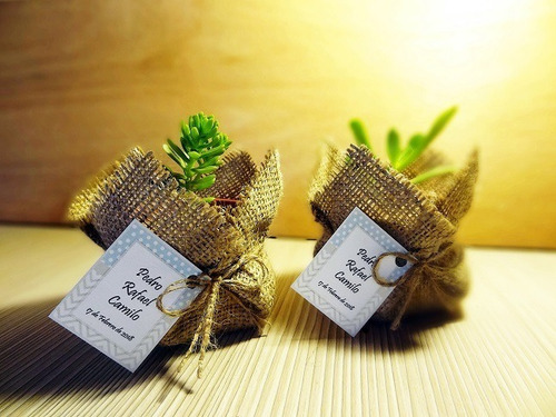 Recuerdos Cactus Encintados Plantas Para Matrimonios Regalos (Usado)
