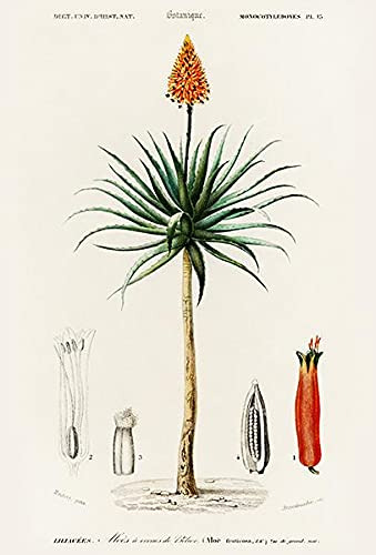 Candelabro Aloe (aloe Fruticosa) - 1849 - Ilustración Botáni