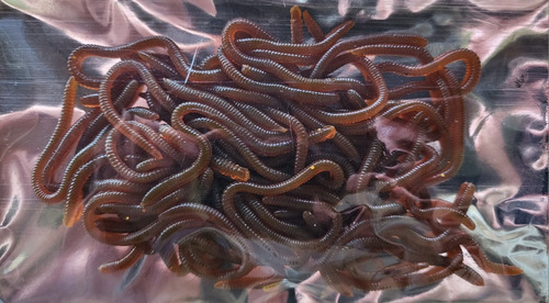 50 Lombrices 8cm Pesca Carnada Artificial, Señuelos Silicona