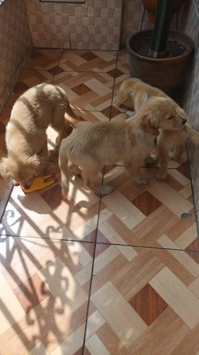 Cachorros Golden 