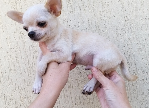 Chihuahua Machos Pelo Curto 