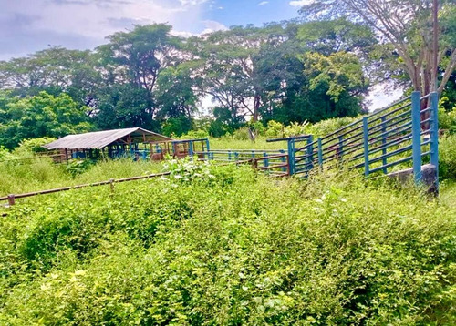 Inmobiliaria Mundo Inn Vende En Cojedes, Hermosa Finca Productiva