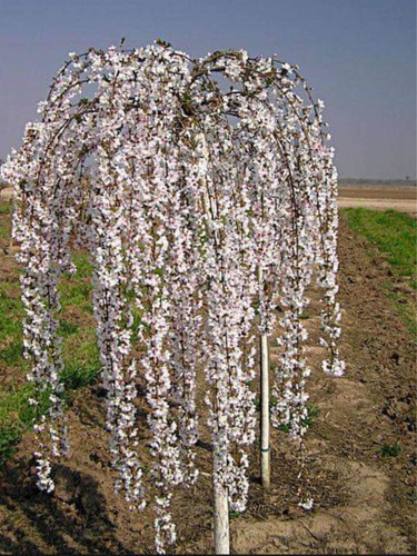 Cerezo Japonés Blanco Llorón De 80 Cm Hermosos Ejemplares