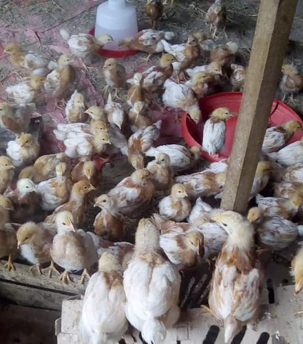Gallinas Ponedoras Hy Line