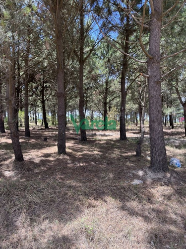 Imagen 7 de 10 de Terrenos Financiados En Nilo Park , Lomas De Solymar