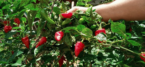 30 Sementes De Pimentas Vermelhas Ardentes E Saborosas