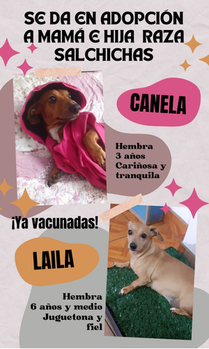 Mamá E Hijita Salchichas En Adopción