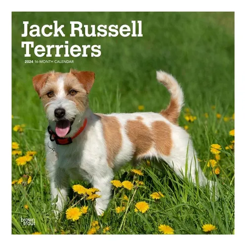 comprar Libro: Jack Russell Terriers | Pared Cuadrada Mensual De 24