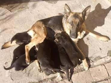 Cachorros Pastor Aleman