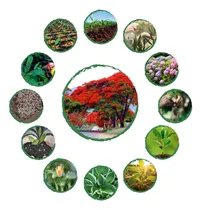 Comprar Kit Completo De Fertilizantes Para Acacia Roja