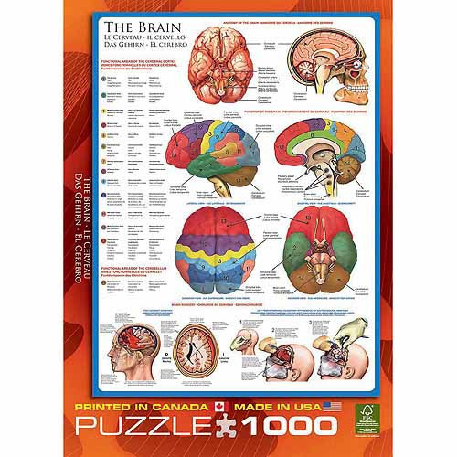 Rompecabezas El Cuerpo Humano: El Cerebro 1.000 Piezas