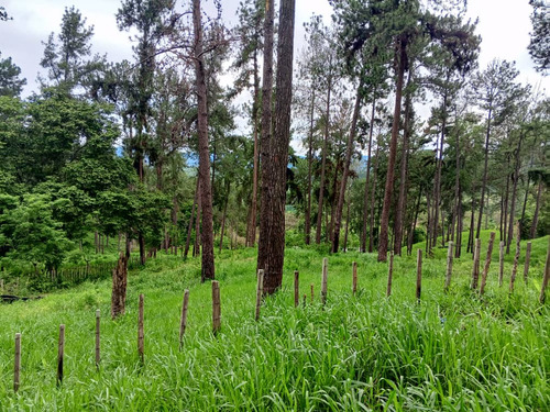 Finca Agrícola, En El Estado Miranda Fp