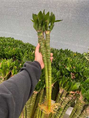 Lucky Bambu Lotus 50 Cm Bamboo Planta Exotica Interior