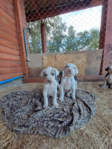 Cachorro Gran Danés Alemán 