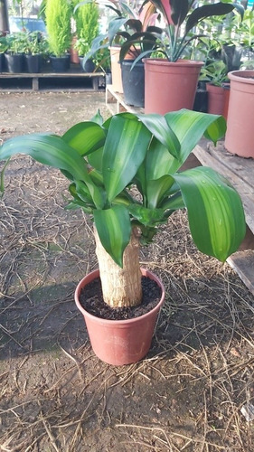 Imagen 5 de 10 de Palo De Agua Con Maceta Y Piedritas!!!