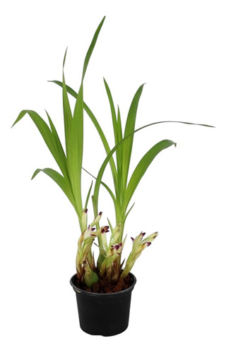 Orquídea Coelia Bella