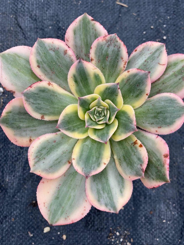 Imagen 3 de 6 de Aeonium Sunburst - Planta Suculenta Exótica