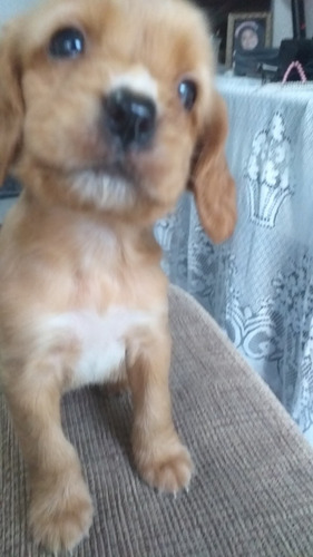 Imagem 2 de 2 de Cachorros Coocker