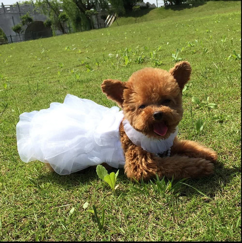 Imagen 5 de 7 de Worderful Vestido De Novia Para Perro Con Collar De Perla...