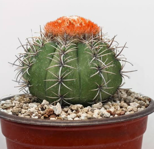 Melocactus Matanzanus, Mp