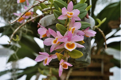 Muda De Orquidea Dendrobium Pendente Londigesii | Parcelamento sem juros