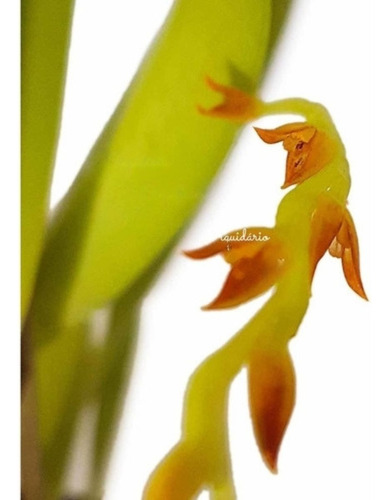 Mini Micro Orquídea Pleurothallis Ochreata Planta Adulta