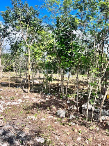 Terrenos De Inversión En Yucatán, Valladolid, México