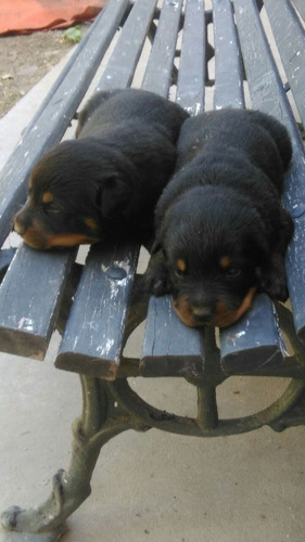 Rottweiler Cachorros Puros Premium