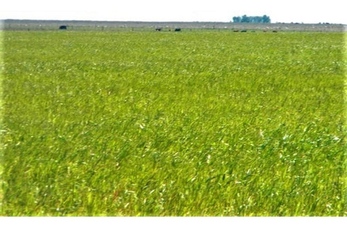 Imagen 4 de 9 de Campo De 1040 Has, Bahía Blanca, Ruta 33, Km 23 Al Oeste