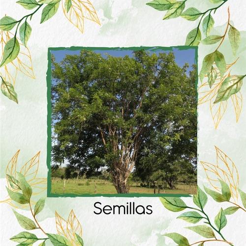 400 Semillas De Árbol Matarratón 