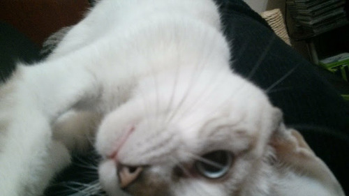 Imagem 1 de 2 de Cat Sitter - Cuidadora De Gatos