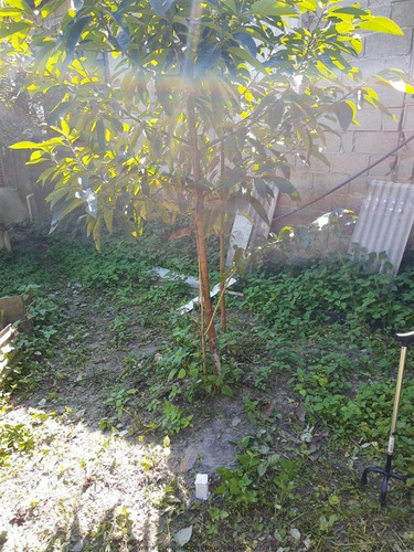 Imagem 14 de 20 de Chácaras Na Praia À Venda Em Itanhaem/sp - Compre O Seu Chácaras Na Praia Aqui! - 1453536