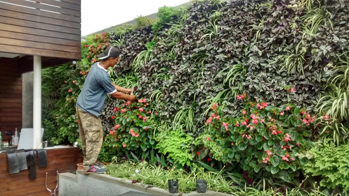 Jardín Vertical. Mantenimiento Por Metro Cuadrado