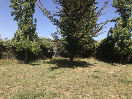 Parque Con Árboles Ornamentales Y Laguna