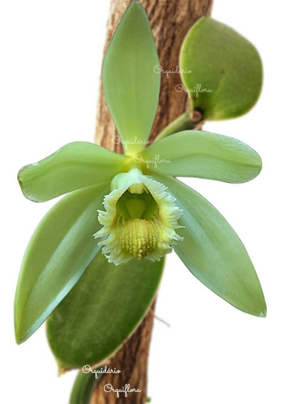 Orquídea Baunilha Vanilla Planifolia Planta Pré Adulta | Parcelamento sem  juros