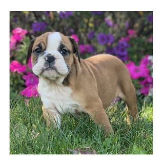 Bulldog Ingles Negro Con Blanco Mercadolibre Com Mx Bulldog Ingles Negro Con Blanco Mercadolibre Com Mx