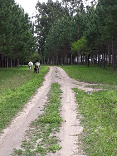 Imagen 5 de 14 de Campo En Venta (camping Del Arroyo ) - Colon