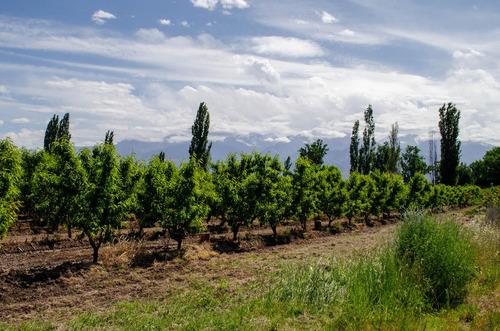 Finca En Venta En Tunuyán