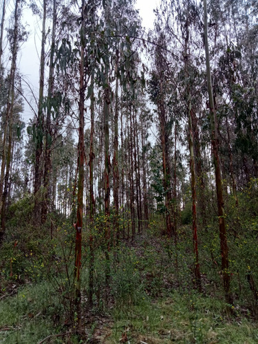 Terreno Forestal, Ñanco, Comuna De Arauco.