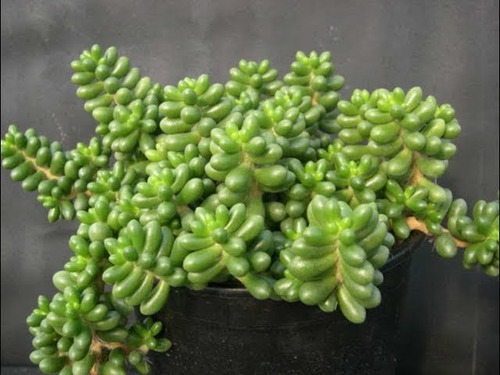 Sedum Rupestre 15 Plantas Maceta N12