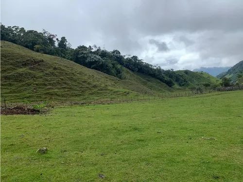 Vendo Fk 400 Cuadras Aptas Para Hass Pueblo Rico (risaralda)