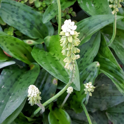 Suculenta Planta  Ledebouria Petiolata