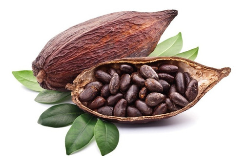 Semilla Nueva De Cacao Para Vivero (120 Semillas)