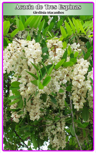 Semillas De Acacia De Tres Espinas (gleditsia Triacanthos)