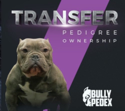 Bullypedex (link Permanente)