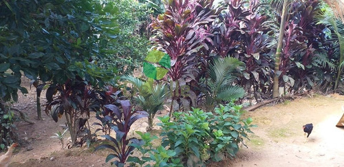 Chácara A Venda No Bairro Centro Em Garuva - Sc. - 352-1