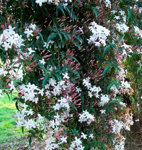 Plantas Enredaderas De Jazmines De Hungria Aromaticos Flor