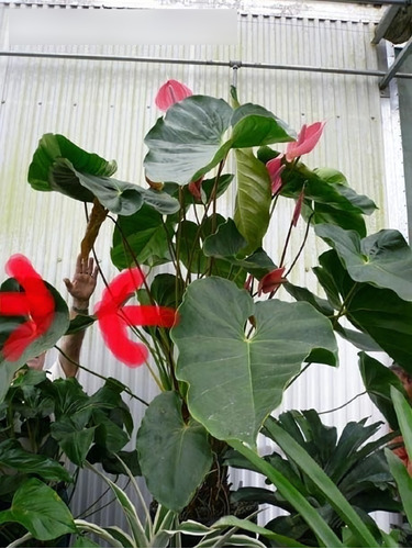 1 Anturio Gigante (para Frio Y Sequia) Flores No Orquidea